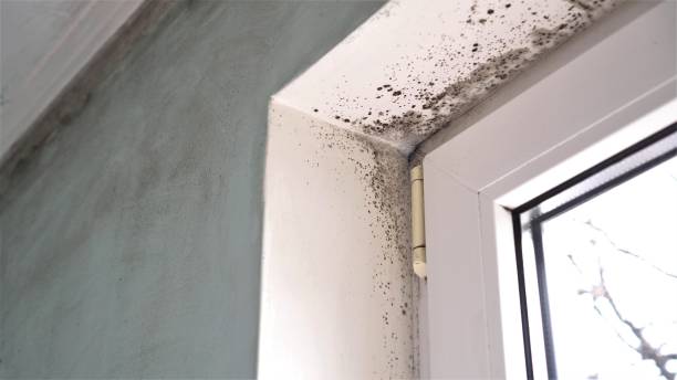 Best Residential Mold Remediation in Sturtevant, WI