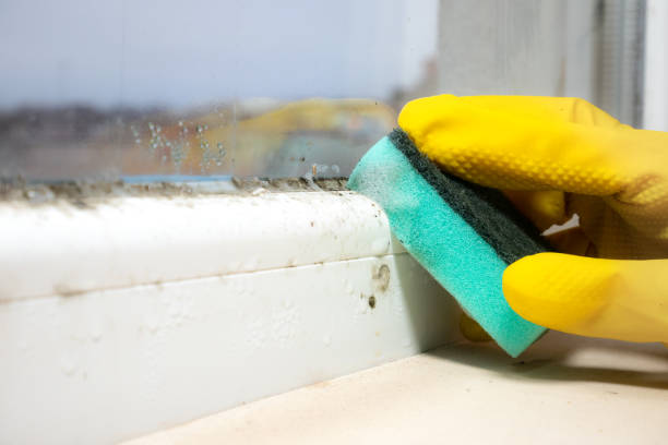 Best Residential Mold Remediation in Sturtevant, WI