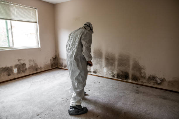 Best Commercial Mold Remediation in Sturtevant, WI