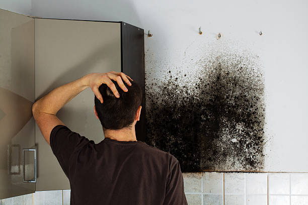 Best Insurance-Related Mold Remediation in Sturtevant, WI