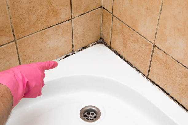 Best Commercial Mold Remediation in Sturtevant, WI