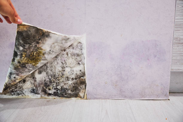 Best Industrial Mold Remediation in Sturtevant, WI